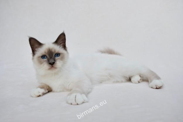 Saba Pippa birman cica