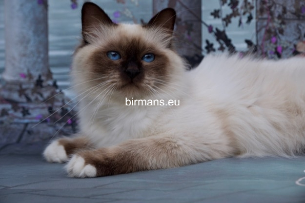 Albafeles Darcy, Grand International Champion​ birman macska kandúr