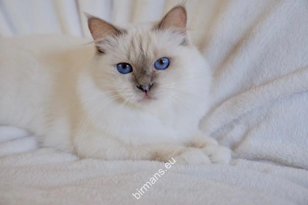 IC Nofretete v. Blütengarten, A (Naomi), International Champion birman cica