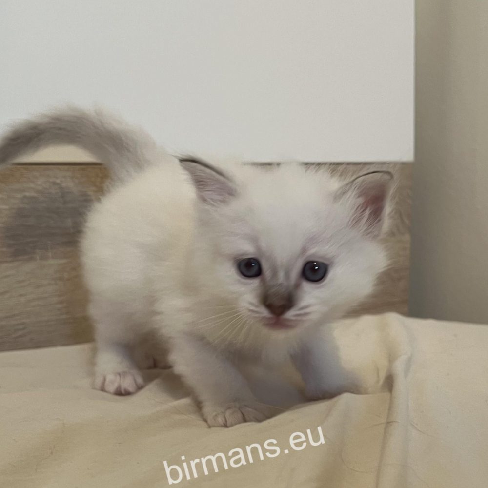 SábaCat birman kölyök