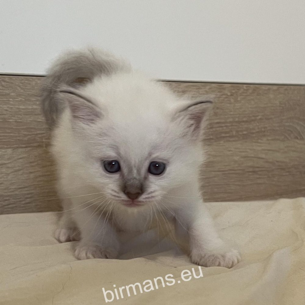 SábaCat birman macska