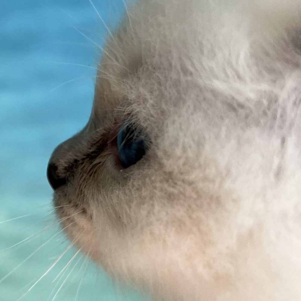 SábaCat Cattery birman profil