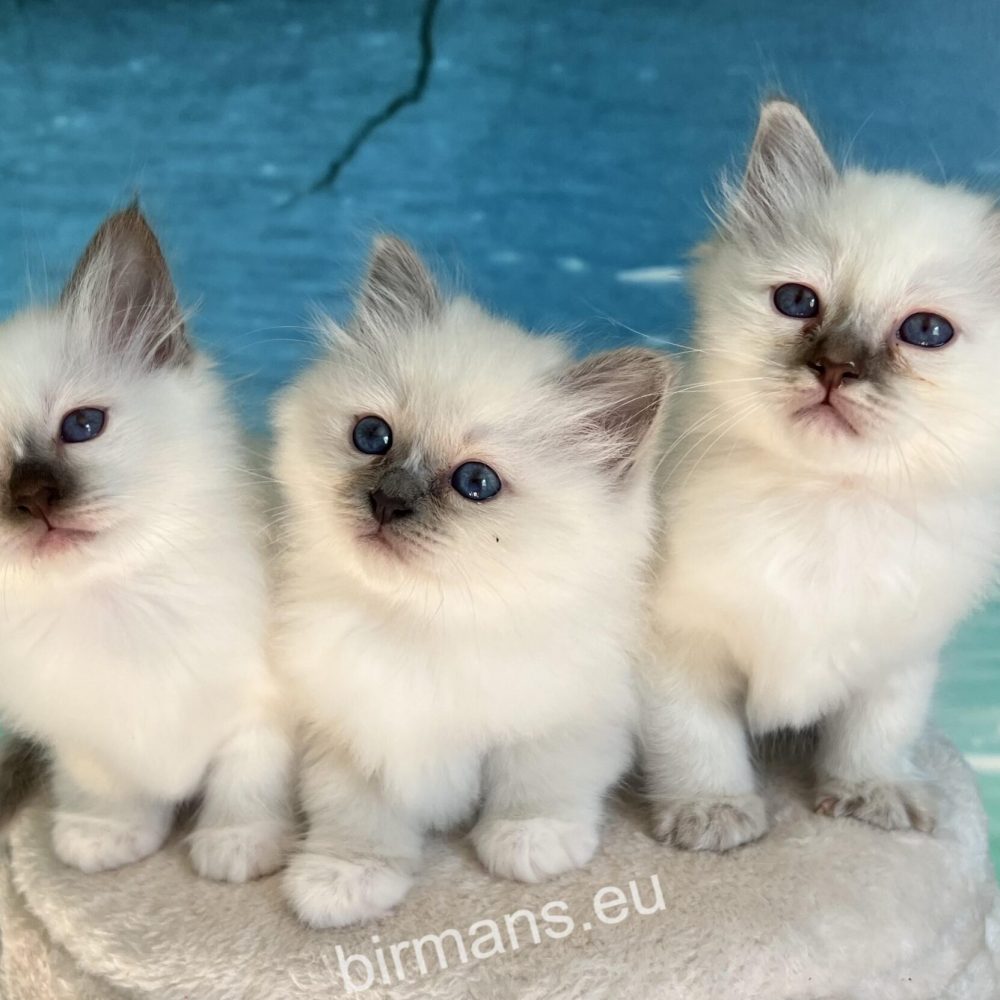 SábaCat Cattery birman kölyök cicák