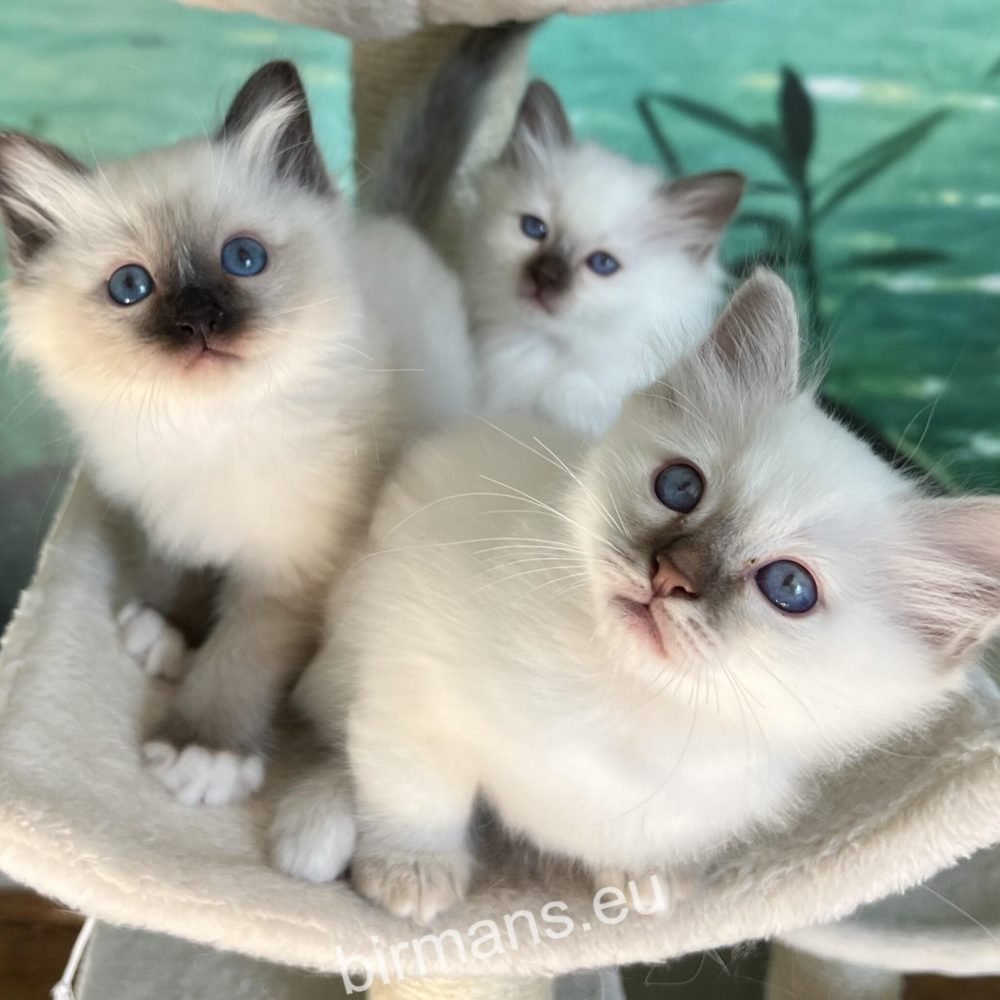 SábaCat Cattery birman kölykök