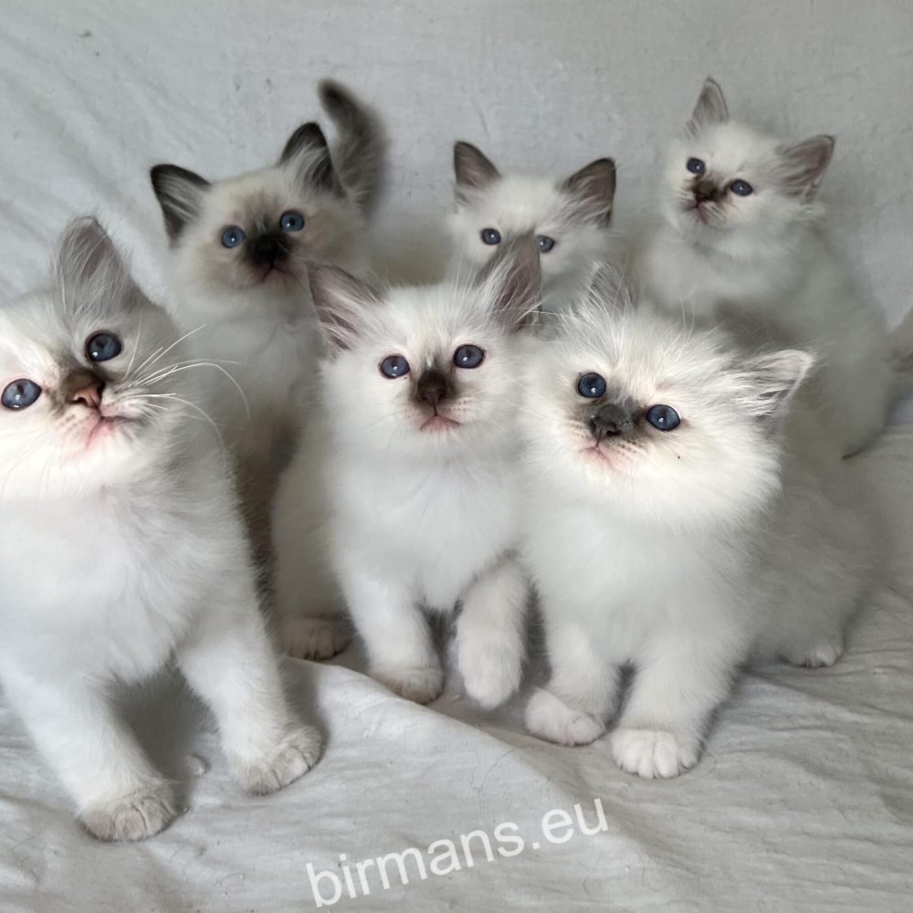 SábaCat Cattery birman kiscicák