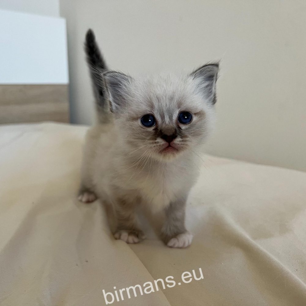 SábaCat Cattery birman