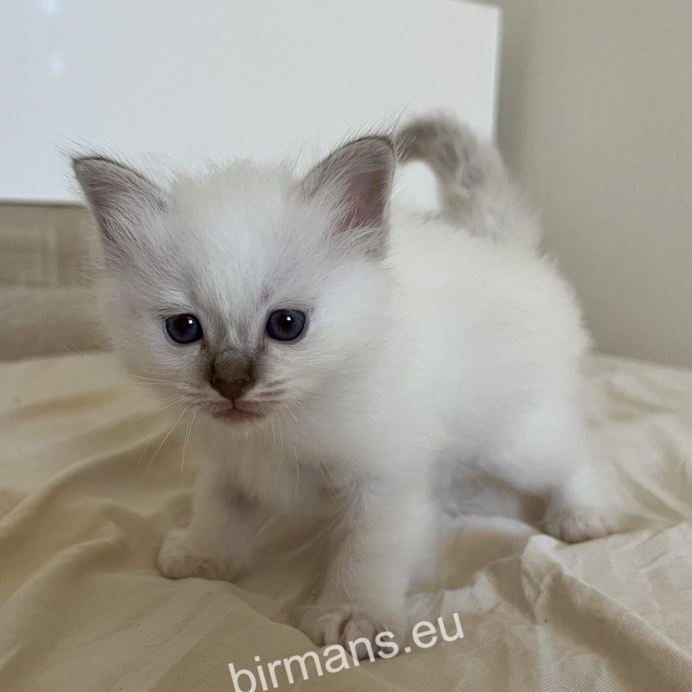 SábaCat birman cica