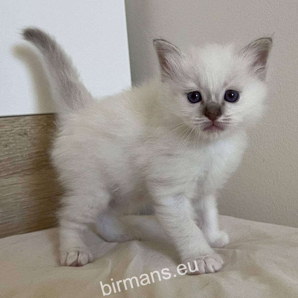 SábaCat birman