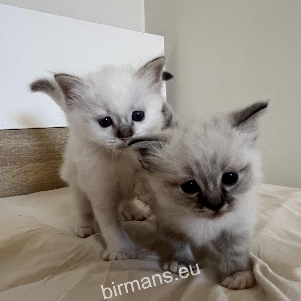 SábaCat Cattery birman kennel