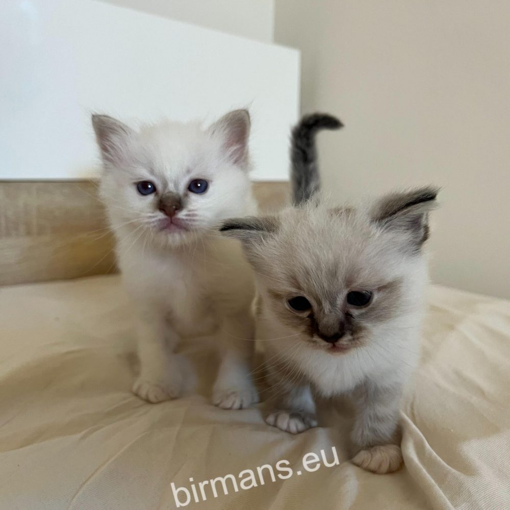 SábaCat Cattery birman tenyészet