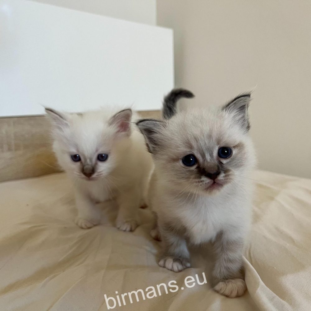 SábaCat Cattery birman cicák