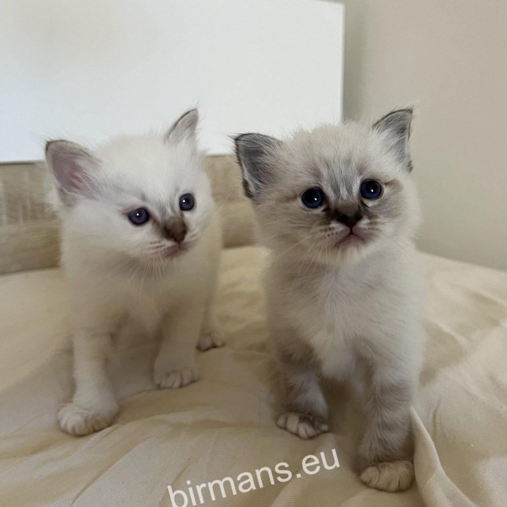 SábaCat Cattery birman macskák